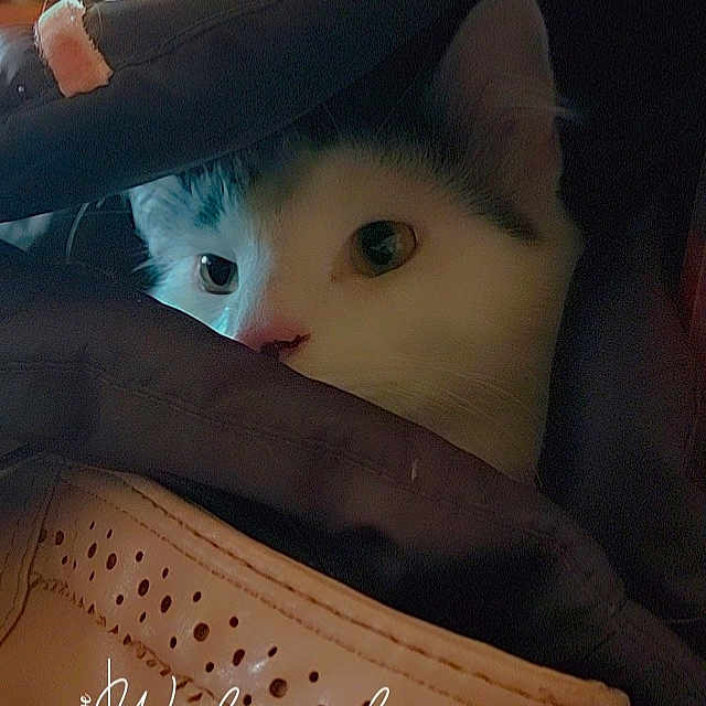 Minou