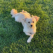 Nami joined the competition — help win amazing prizes! animal, canine, cute, daylight, dog, fur, grass, greenery, laying_down, mammal, nature, outdoor, park, pet, portrait, relaxed, small_dog, summer, sunlight, sunshine