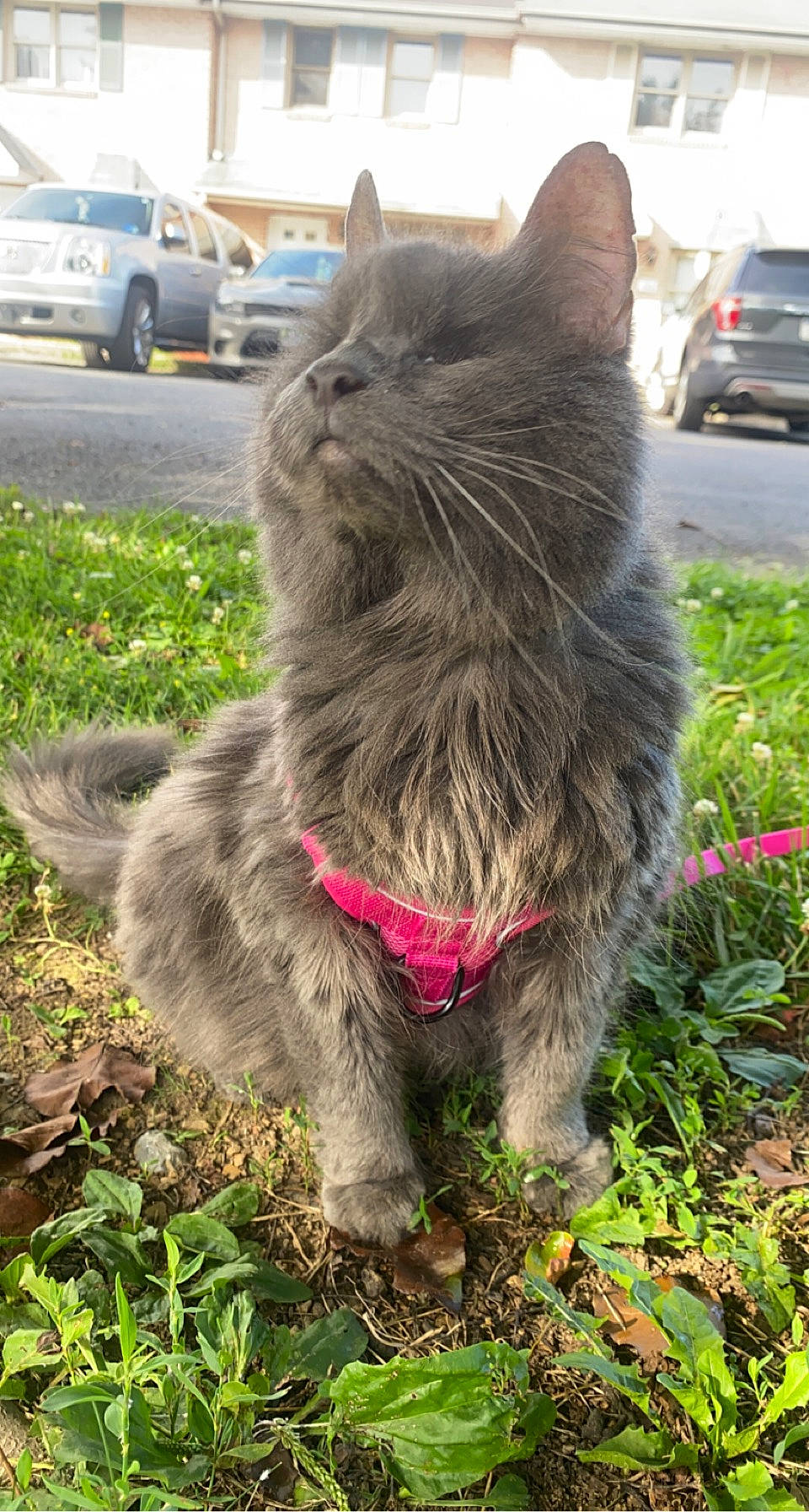 Lady is registered to the contest to win money with this photo: car, carnivore, cat, claw, collar, domestic_short_haired_cat, felidae, fur, grass, groundcover, plant, road_surface, small_to_medium_sized_cats, snout, tail, terrestrial_animal, tire, vehicle, wheel, whiskers