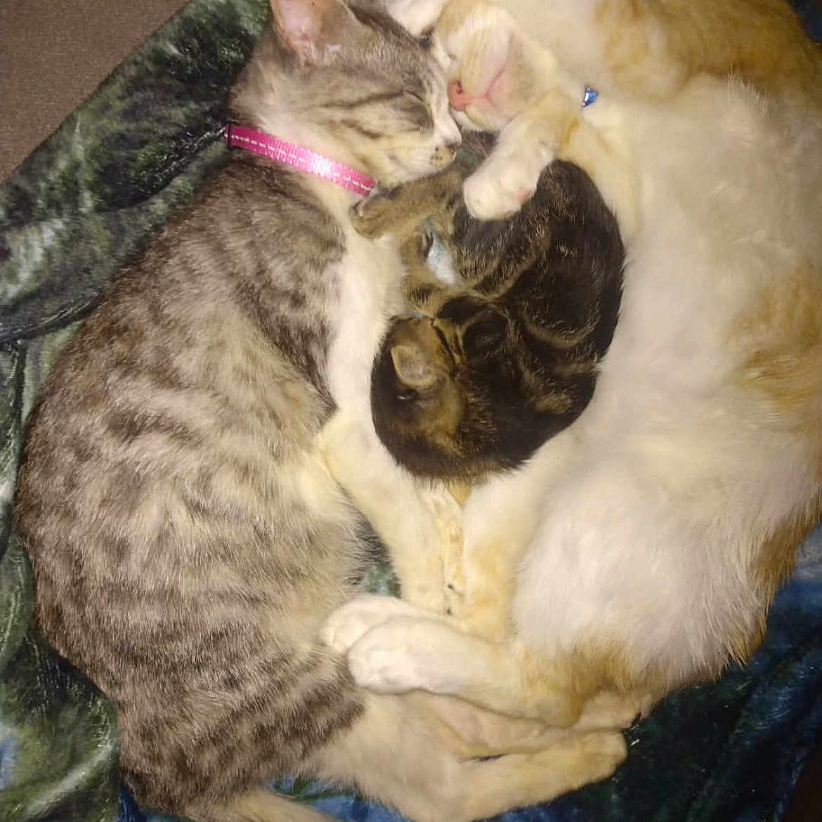 Faith Percy And Ace joined the competition — help win amazing prizes! abyssinian, accessories, animal, canine, cat, couch, cushion, egyptiancat, face, furniture, head, homedecor, kitten, manx, person, pet, photography, portrait, siamese, sleeping