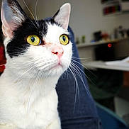 Woody participe au concours pour gagner de l'argent avec cette photo : alert, animal, black_and_white, cat, close_up, curious, cute, domestic, face, feline, indoor, jeans, lap, paw, person, pet, portrait, soft_light, whiskers, yellow_eyes