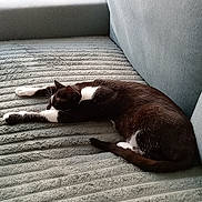 Luna participe au concours pour gagner de l'argent avec cette photo : animal, black_and_white, cat, comfort, couch, cozy, domestic_animal, fur, furniture, home, indoor, mammal, paw, pet, relaxed, resting, sleeping, soft, tail, whiskers