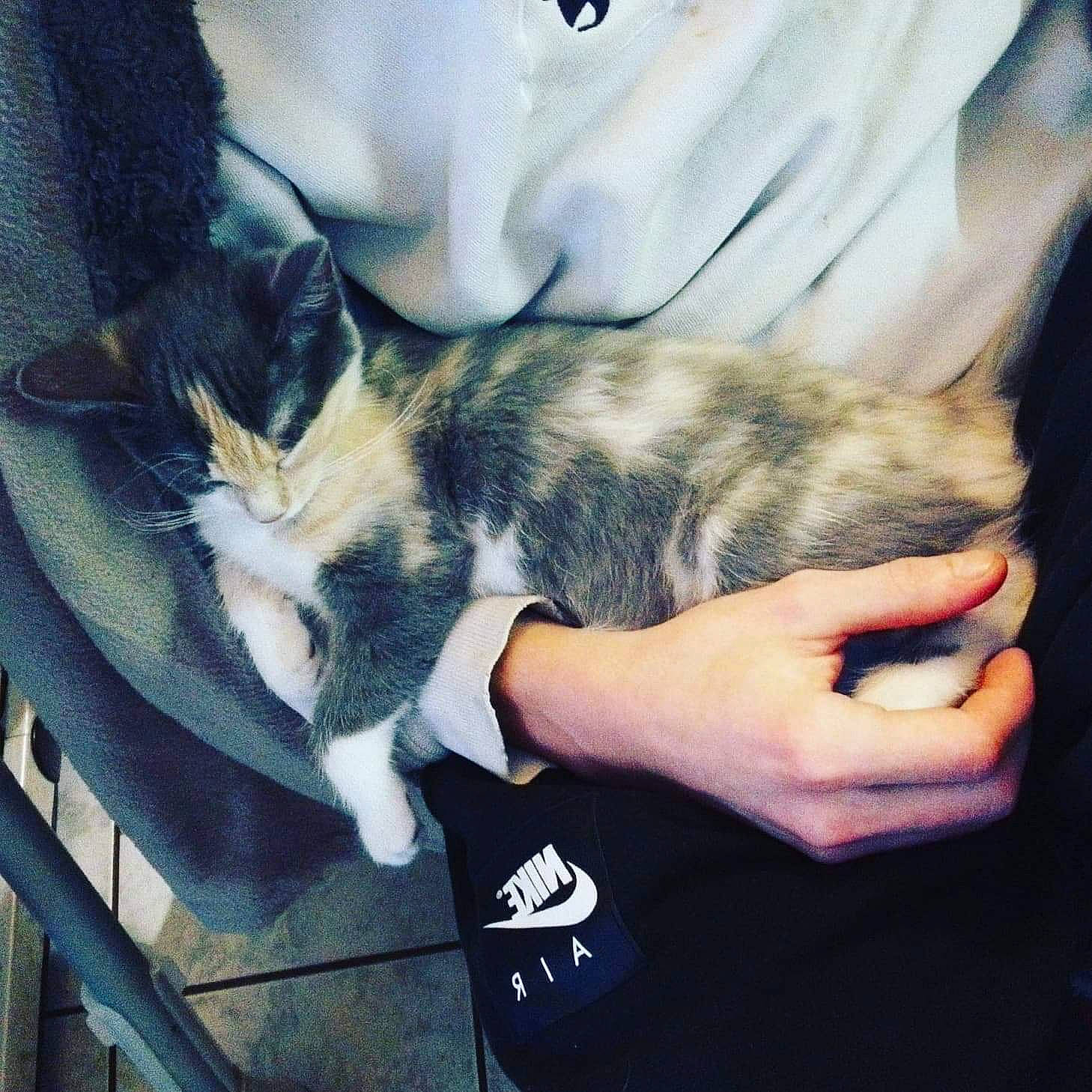 Caprice participe au concours pour gagner de l'argent avec cette photo : arm, carnivore, cat, cool, domestic_short_haired_cat, ear, european_shorthair, felidae, fur, gesture, hand, jeans, kitten, lap, leg, shoe, small_to_medium_sized_cats, square, tail, whiskers