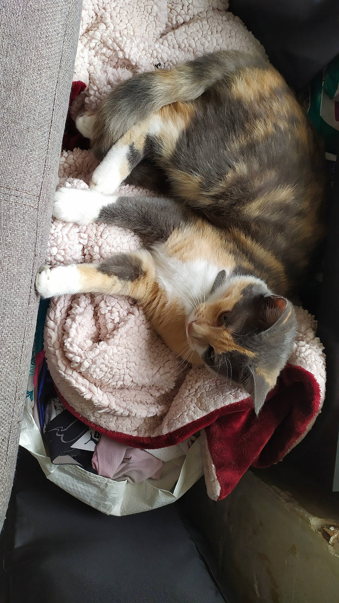 Caprice participe au concours pour gagner de l'argent avec cette photo : carnivore, cat, european_shorthair, fawn, felidae, nap, singapura, small_to_medium_sized_cats