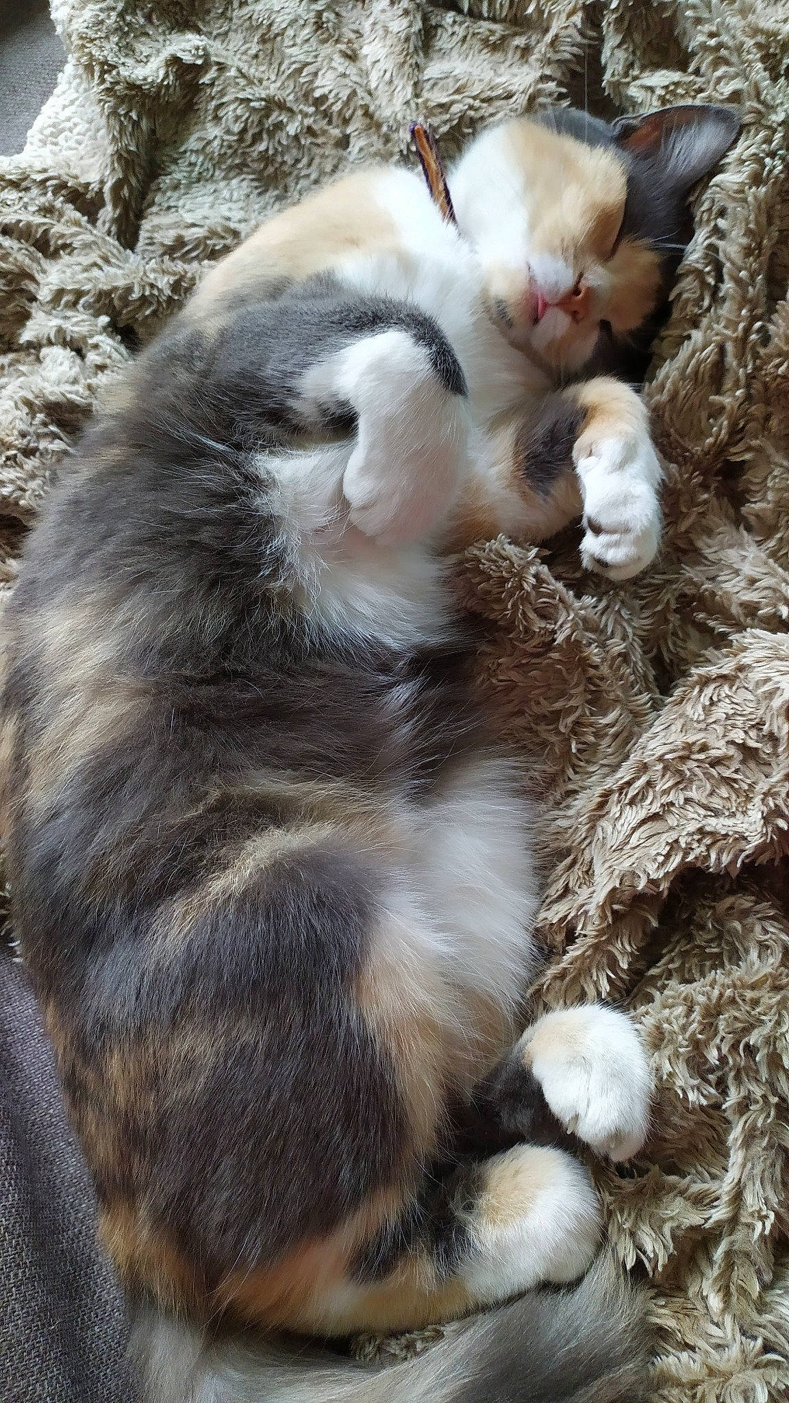 Caprice a rejoint le concours — aidez-le/la à gagner de superbes lots ! carnivore, cat, claw, fawn, felidae, fur, kitten, paw, polydactyl_cat, small_to_medium_sized_cats, tail, whiskers