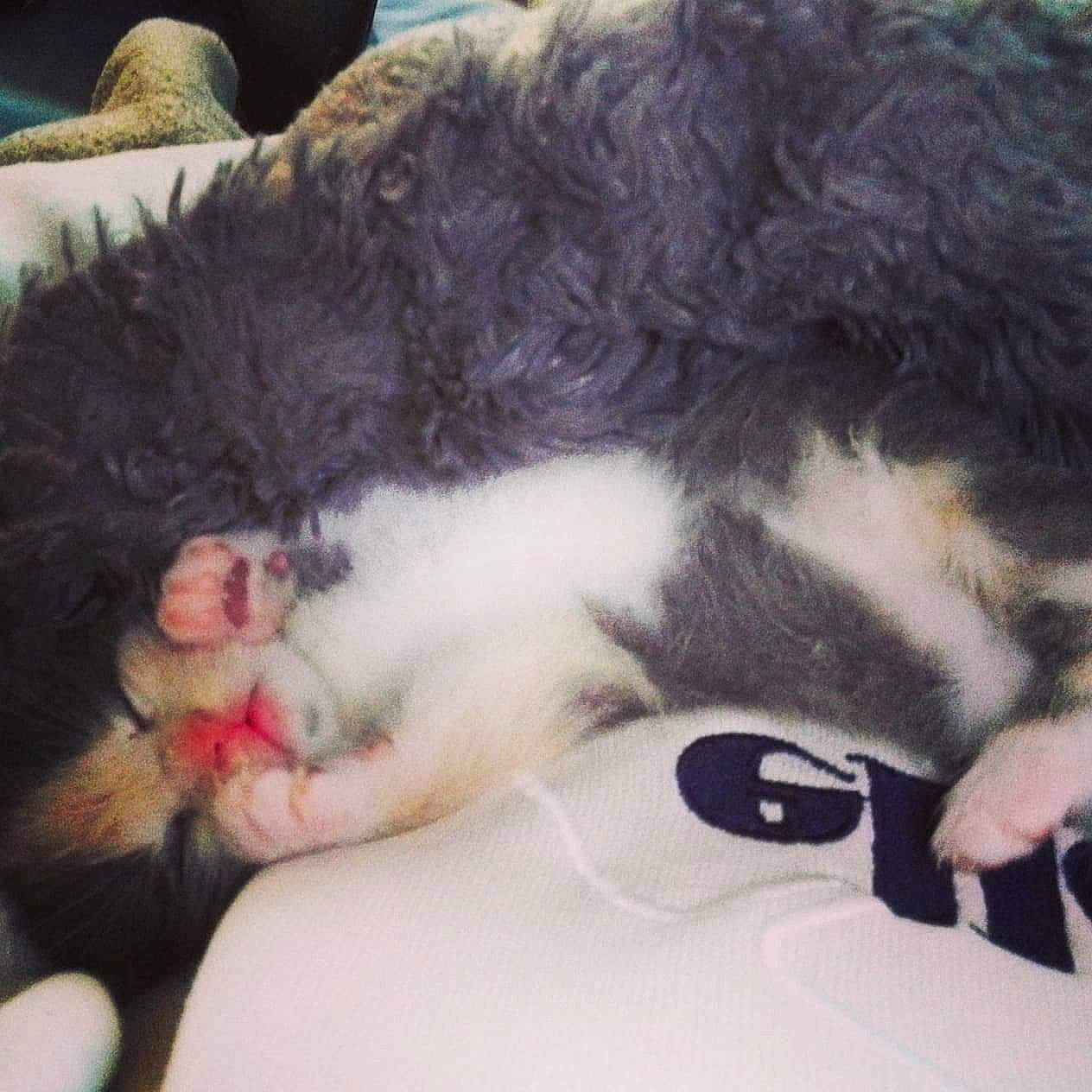 Caprice a rejoint le concours — aidez-le/la à gagner de superbes lots ! canidae, carnivore, cat, claw, ear, felidae, fur, kitten, leg, nap, nose, paw, polydactyl_cat, skin, sleep, small_to_medium_sized_cats, tail, whiskers