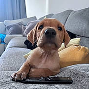 Boss is registered to the contest to win money with this photo: puppy, dog, remote_control, couch, indoor, pet, animal, close_up, furniture, cozy, paw, living_room, soft_light, curious, young_dog, brown_fur, home, relaxed, domestic_animal, cute