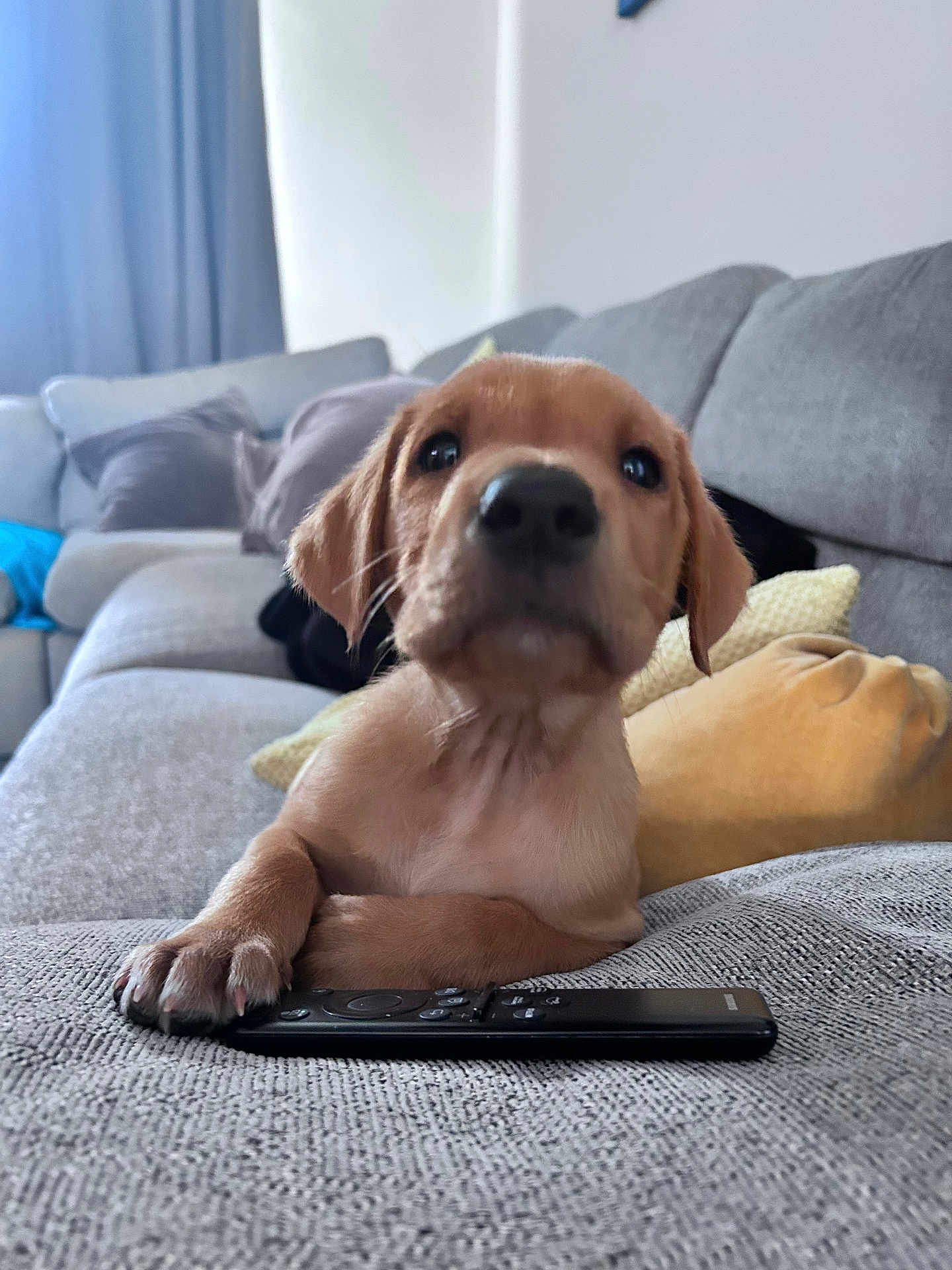 Boss is registered to the contest to win money with this photo: puppy, dog, remote_control, couch, indoor, pet, animal, close_up, furniture, cozy, paw, living_room, soft_light, curious, young_dog, brown_fur, home, relaxed, domestic_animal, cute