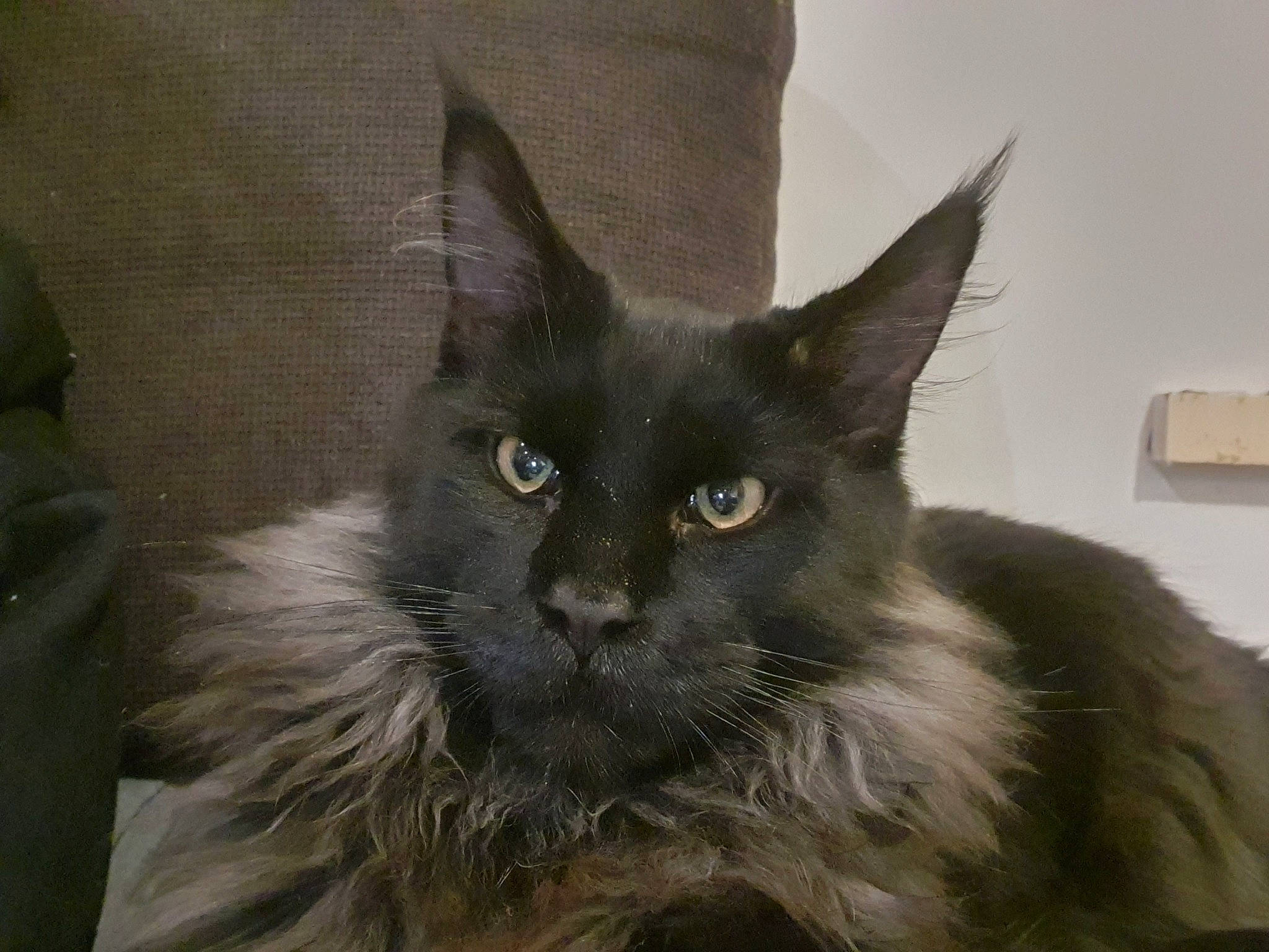 Poucky participe au concours pour gagner de l'argent avec cette photo : asian_semi_longhair, black_cat, carnivore, cat, domestic_long_haired_cat, felidae, fur, maine_coon, mammal, nebelung, norwegian_forest_cat, oriental_longhair, persian, ragamuffin, small_to_medium_sized_cats, snout, vertebrate, whiskers