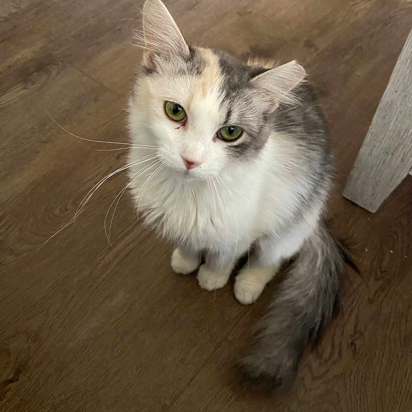 Heidi joined the competition — help win amazing prizes! abyssinian, angora, animal, cat, hair, hardwood, indoors, interiordesign, kitten, manx, person, pet, plywood, siamese, snout, stainedwood, wood