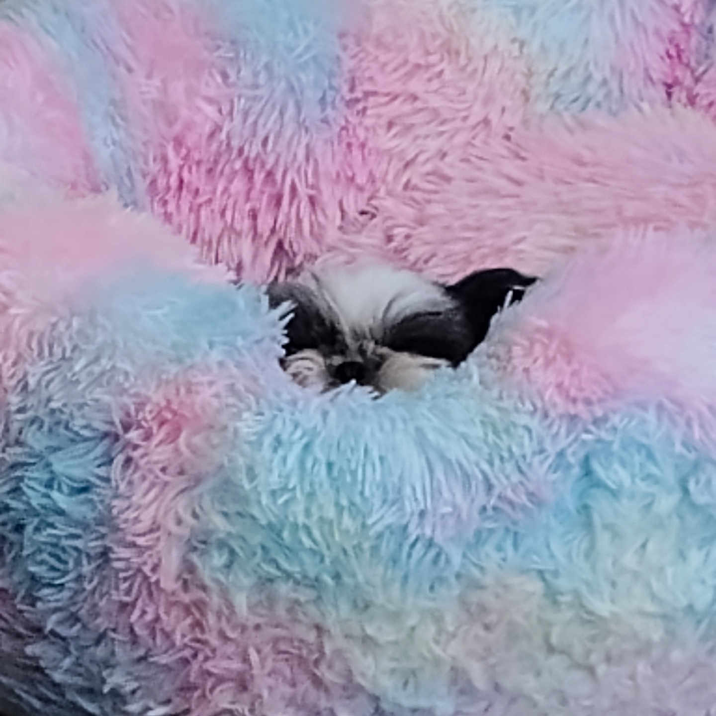 Gizmo is registered to the contest to win money with this photo: animal, black_and_white, comfort, cozy, cute, dog, fluffy, fur, home, indoor, napping, pastel_colors, pet_bed, relaxed, resting, sleeping, small_dog, snuggled, soft, wood_floor