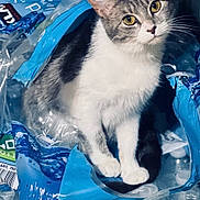 Patches joined the competition — help win amazing prizes! cat, kitten, pet, gray_and_white_cat, water_bottles, plastic_packaging, bottle_caps, indoor, curious, whiskers, yellow_eyes, paws, sitting, close_up, portrait, stacked_bottles, blue_packaging, plastic_wrap, household, container
