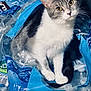 cat, kitten, pet, gray_and_white_cat, water_bottles, plastic_packaging, bottle_caps, indoor, curious, whiskers, yellow_eyes, paws, sitting, close_up, portrait, stacked_bottles, blue_packaging, plastic_wrap, household, container