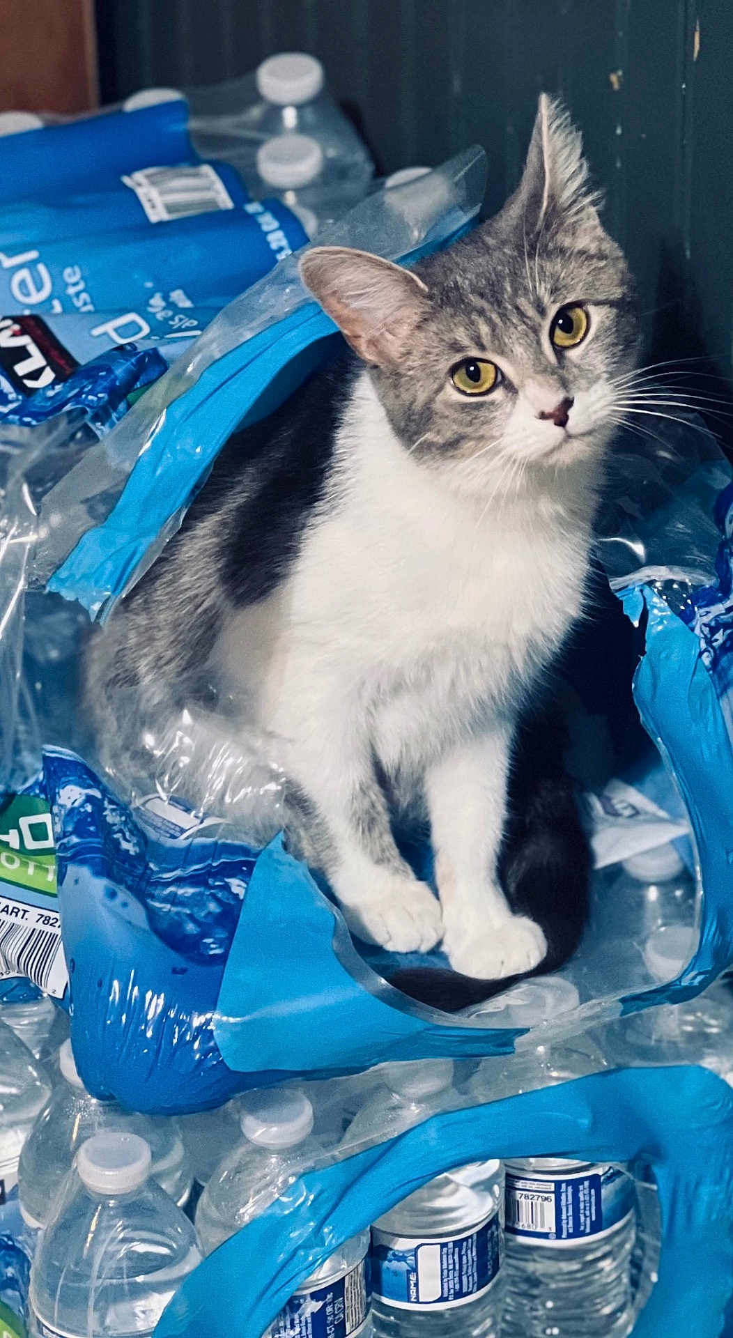 Patches joined the competition — help win amazing prizes! cat, kitten, pet, gray_and_white_cat, water_bottles, plastic_packaging, bottle_caps, indoor, curious, whiskers, yellow_eyes, paws, sitting, close_up, portrait, stacked_bottles, blue_packaging, plastic_wrap, household, container