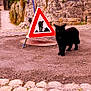 alert, animal, black_cat, construction_sign, curious, daytime, feline, gravel_path, greenery, mammal, nature, outdoor, pet, quiet, sidewalk, stone_wall, street_scene, urban, walking, warning_sign