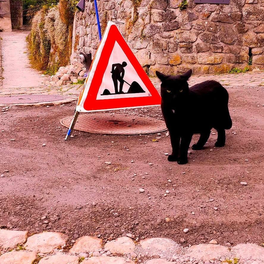 Paton a rejoint le concours — aidez-le/la à gagner de superbes lots ! alert, animal, black_cat, construction_sign, curious, daytime, feline, gravel_path, greenery, mammal, nature, outdoor, pet, quiet, sidewalk, stone_wall, street_scene, urban, walking, warning_sign