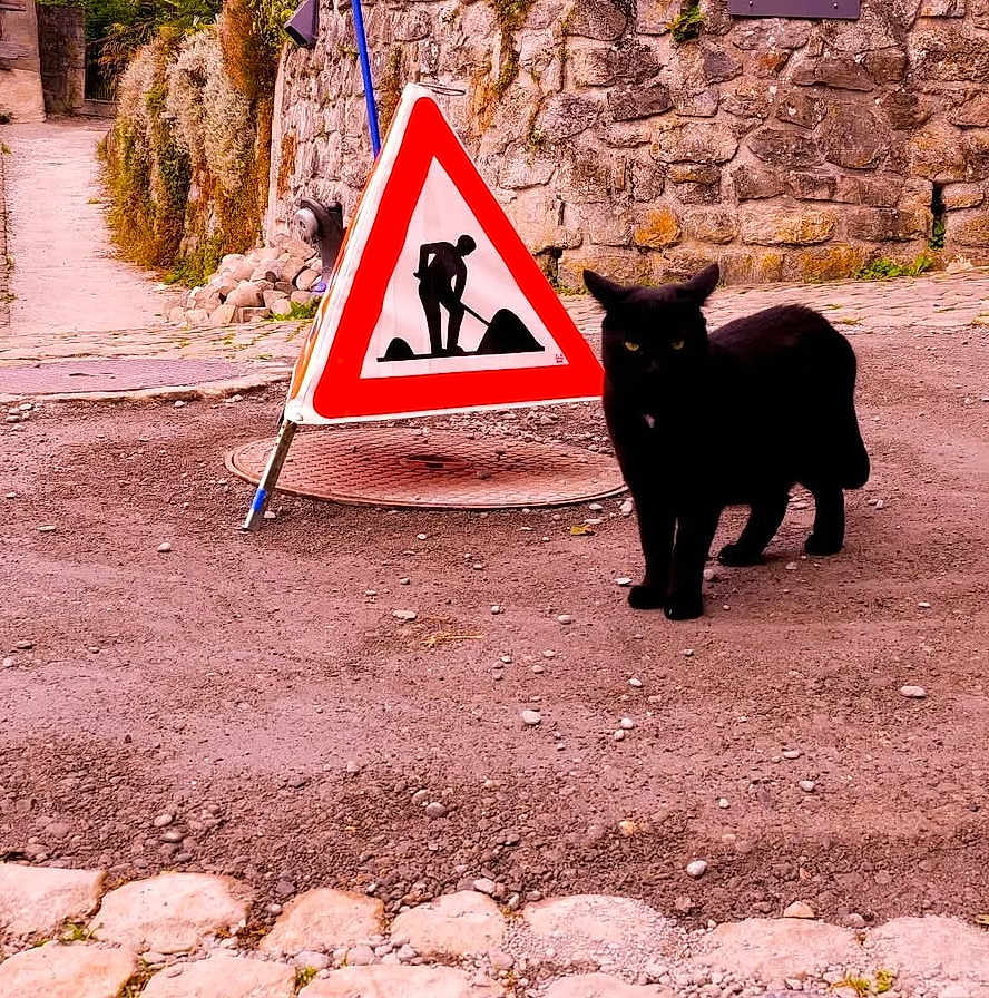 Paton a rejoint le concours — aidez-le/la à gagner de superbes lots ! alert, animal, black_cat, construction_sign, curious, daytime, feline, gravel_path, greenery, mammal, nature, outdoor, pet, quiet, sidewalk, stone_wall, street_scene, urban, walking, warning_sign