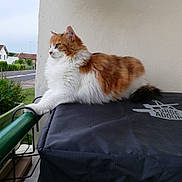 Kinette a rejoint le concours — aidez-le/la à gagner de superbes lots ! aegean_cat, cat, cat_like_mammal, domestic_long_haired_cat, domestic_short_haired_cat, fur, maine_coon, norwegian_forest_cat, small_to_medium_sized_cats, whiskers