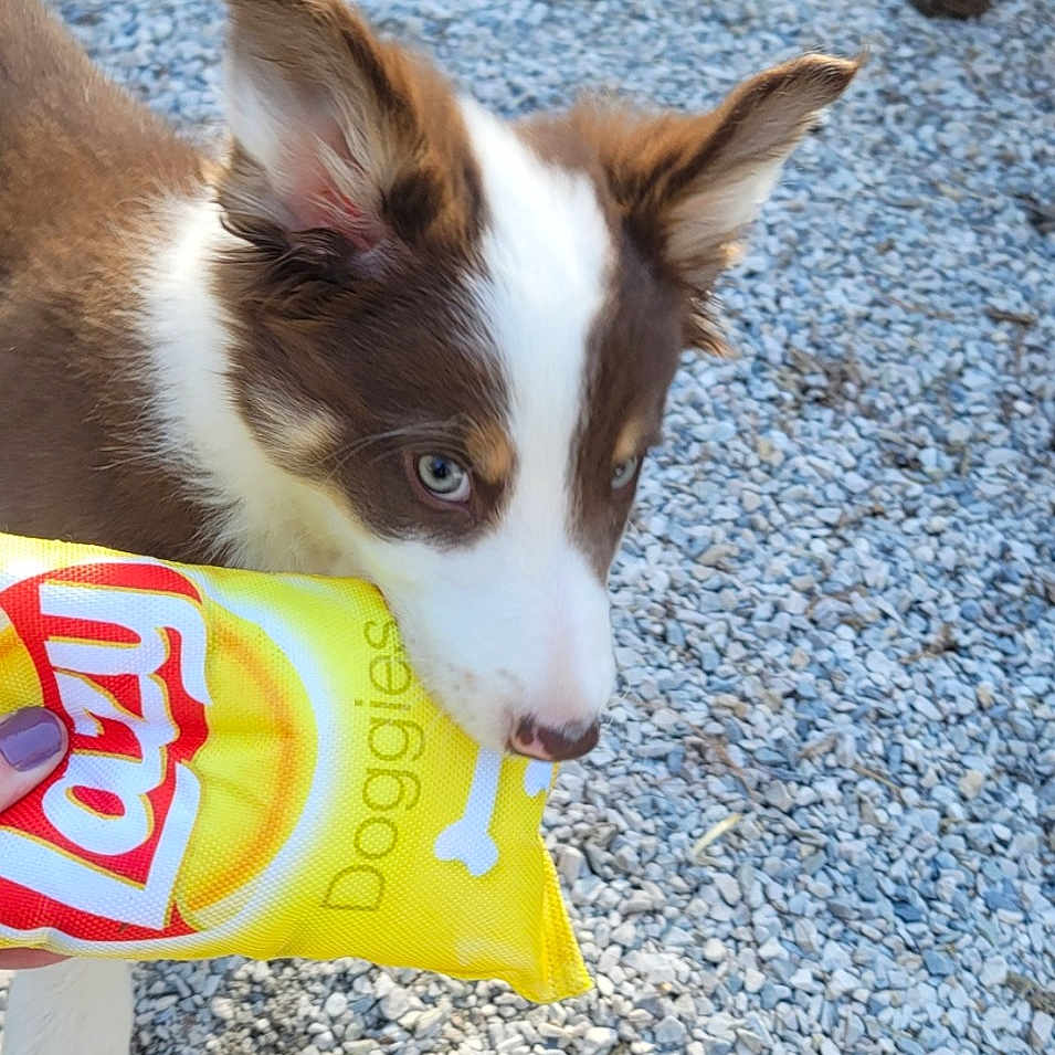 Bandit joined the competition — help win amazing prizes! animal_feed, bowl, canidae, carbonated_soft_drinks, carnivore, collar, companion_dog, dog, dog_breed, dog_food, dog_supply, flooring, herding_dog, paw, pet_food, pet_supply, road_surface, sporting_group, tail, working_animal