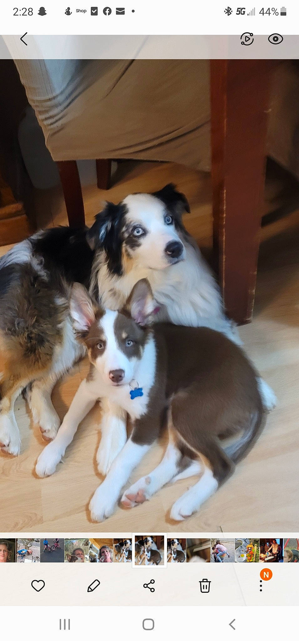 Bella joined the competition — help win amazing prizes! canidae, carnivore, chair, collie, companion_dog, dog, dog_breed, flooring, fur, hardwood, herding_dog, sporting_group, working_animal, working_dog