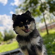 Joy a rejoint le concours — aidez-le/la à gagner de superbes lots ! dog, pomeranian, outdoor, sunny, greenery, grass, tree, sky, clouds, stone, pet, cute, fluffy, smiling, tongue_out, animal, portrait, nature, happy, small_dog