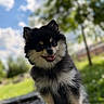dog, pomeranian, outdoor, sunny, greenery, grass, tree, sky, clouds, stone, pet, cute, fluffy, smiling, tongue_out, animal, portrait, nature, happy, small_dog