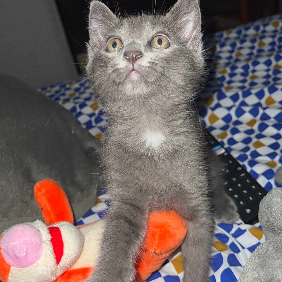 Luna