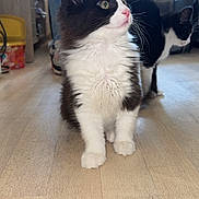 Ace a rejoint le concours — aidez-le/la à gagner de superbes lots ! animal, black_and_white_cat, cat, companion, curious, cute, domestic_cat, feline, fur, household, indoor, jeans, kitten, paw, person, pet, relaxed, standing, whiskers, wooden_floor
