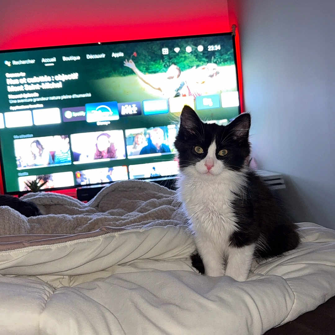 Ace a rejoint le concours — aidez-le/la à gagner de superbes lots ! animal, bed, black_and_white, blanket, cat, cozy, cute, domestic, feline, fur, home, indoor, kitten, living_room, pet, relaxation, screen, technology, television, young_animal