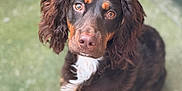 Oakley is registered to the contest to win money with this photo: dog, brown_dog, curly_fur, white_chest, outdoor, pet, looking_up, cute, animal, mammal, companion, curious, soft_fur, portrait, sitting, friendly, domestic_animal, canine, fluffy, adorable