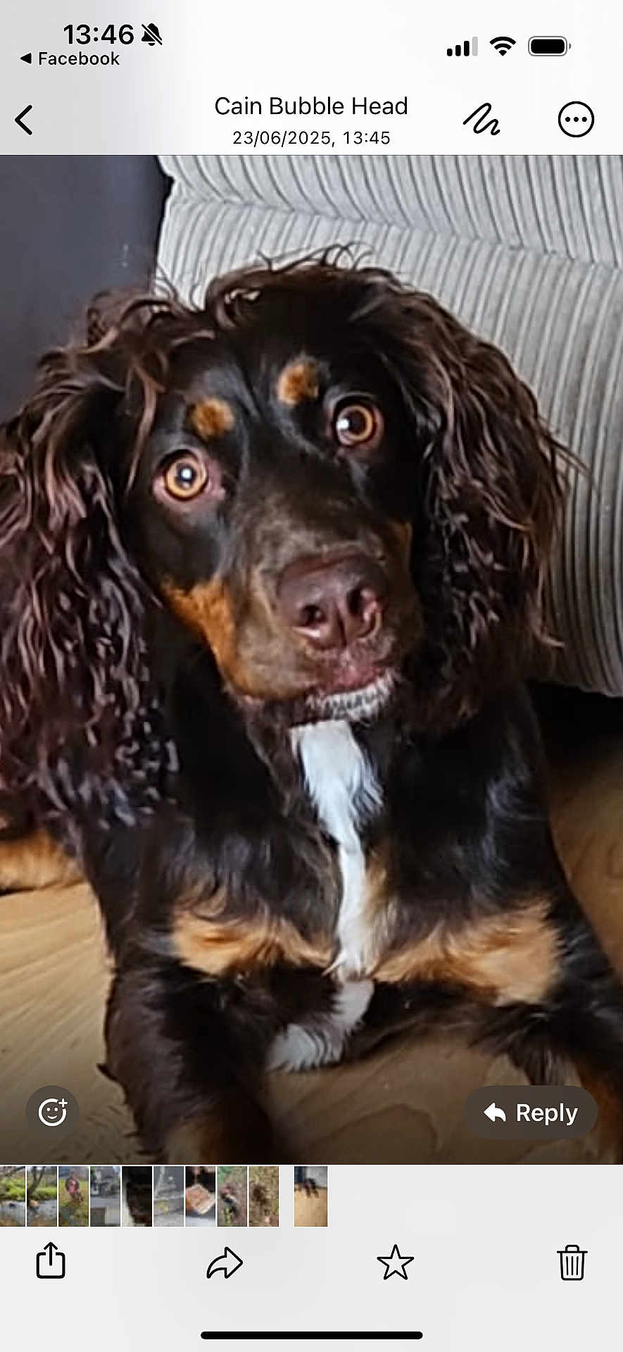 Oakley joined the competition — help win amazing prizes! dog, pet, curly_fur, brown, black, white_patch, floor, couch, indoor, close_up, animal, canine, ears, eyes, nose, laying, furniture, home, portrait, expression
