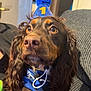 Oakley joined the competition — help win amazing prizes! dog, brown_dog, party_hat, blue_hat, number_one, blue_bandana, curly_ears, close_up, indoor, couch, pet, animal, celebration, birthday, alert, portrait, furry, canine, cute, domestic_animal