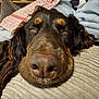 Oakley joined the competition — help win amazing prizes! dog, close_up, resting, nose, cushion, blanket, indoor, cozy, sleepy, pet, brown_fur, texture, soft, comfortable, relaxed, home, animal, portrait, canine, face