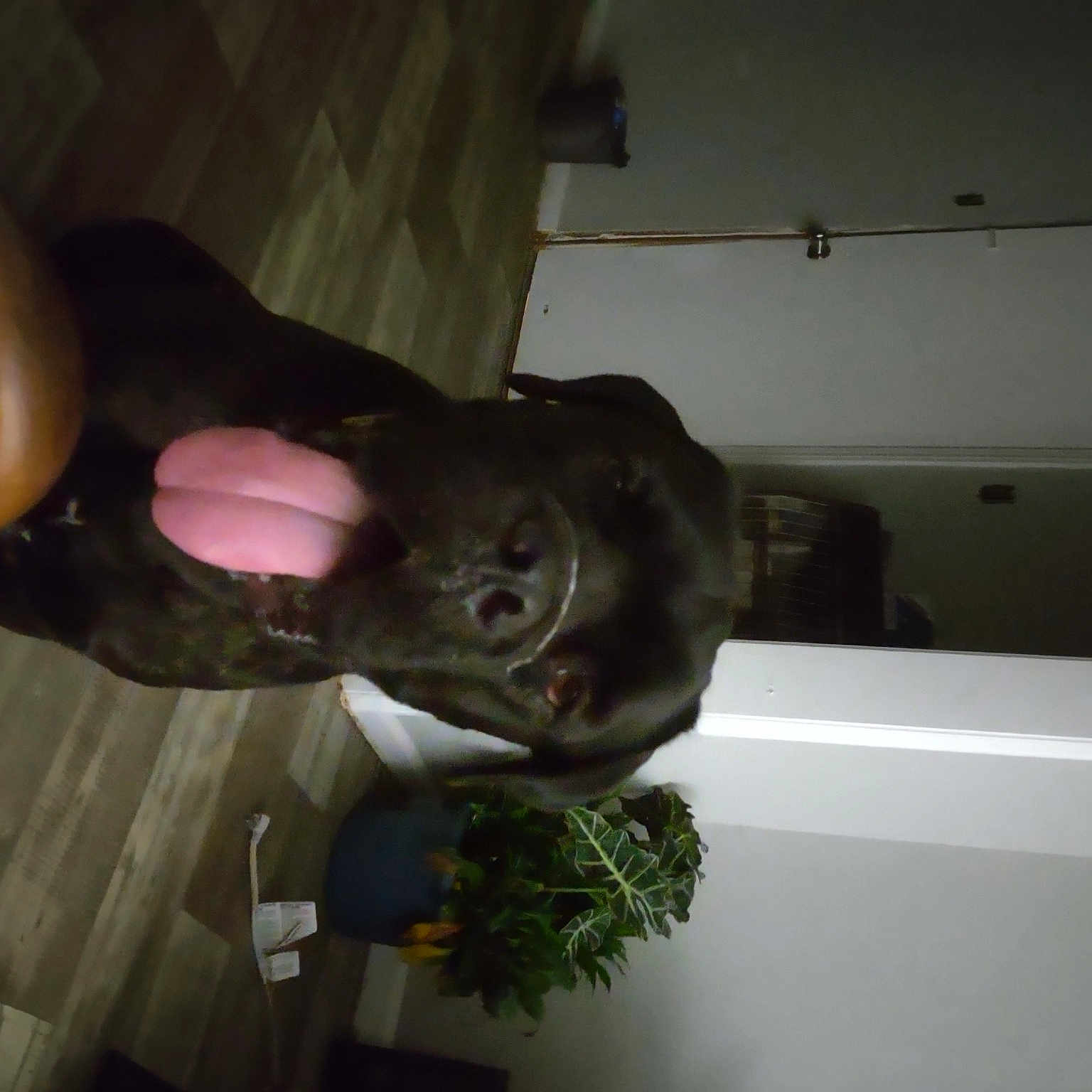 Tank is registered to the contest to win money with this photo: room
