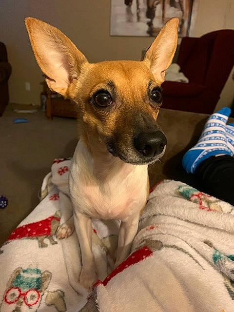 Zoë is registered to the contest to win money with this photo: canidae, carnivore, chihuahua, comfort, companion_dog, dog, dog_breed, dog_supply, fawn, linens, non_sporting_group, small_terrier, snout, sporting_group, terrier, toy_dog, whiskers, working_animal, working_dog