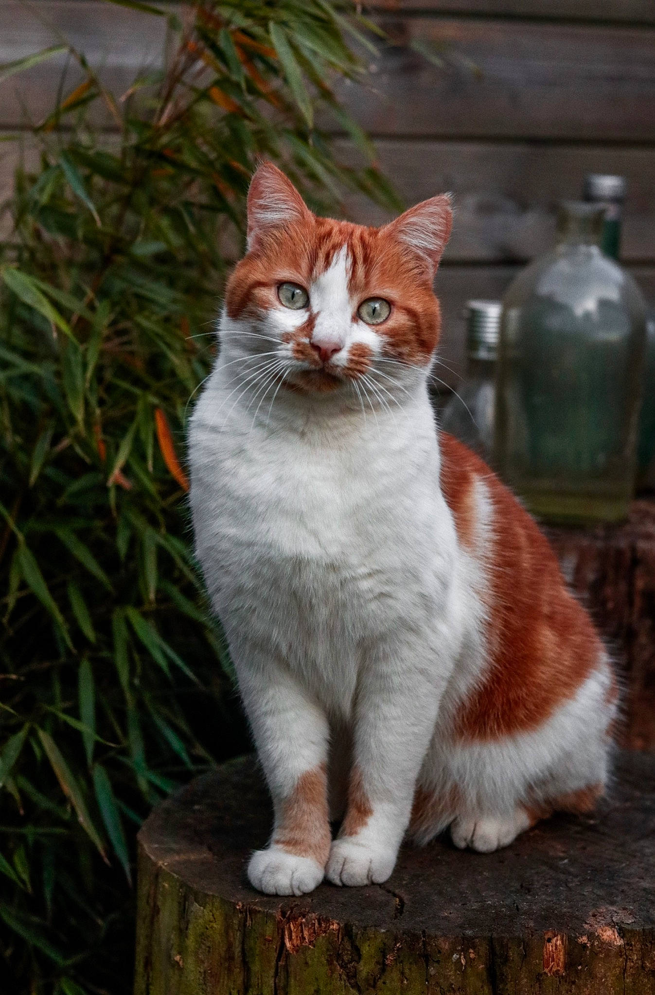 Aslan participe au concours pour gagner de l'argent avec cette photo : art, bottle, carnivore, cat, domestic_short_haired_cat, eye, fawn, felidae, fur, grass, plant, road_surface, sitting, small_to_medium_sized_cats, snout, tail, terrestrial_animal, tree, whiskers, wildlife