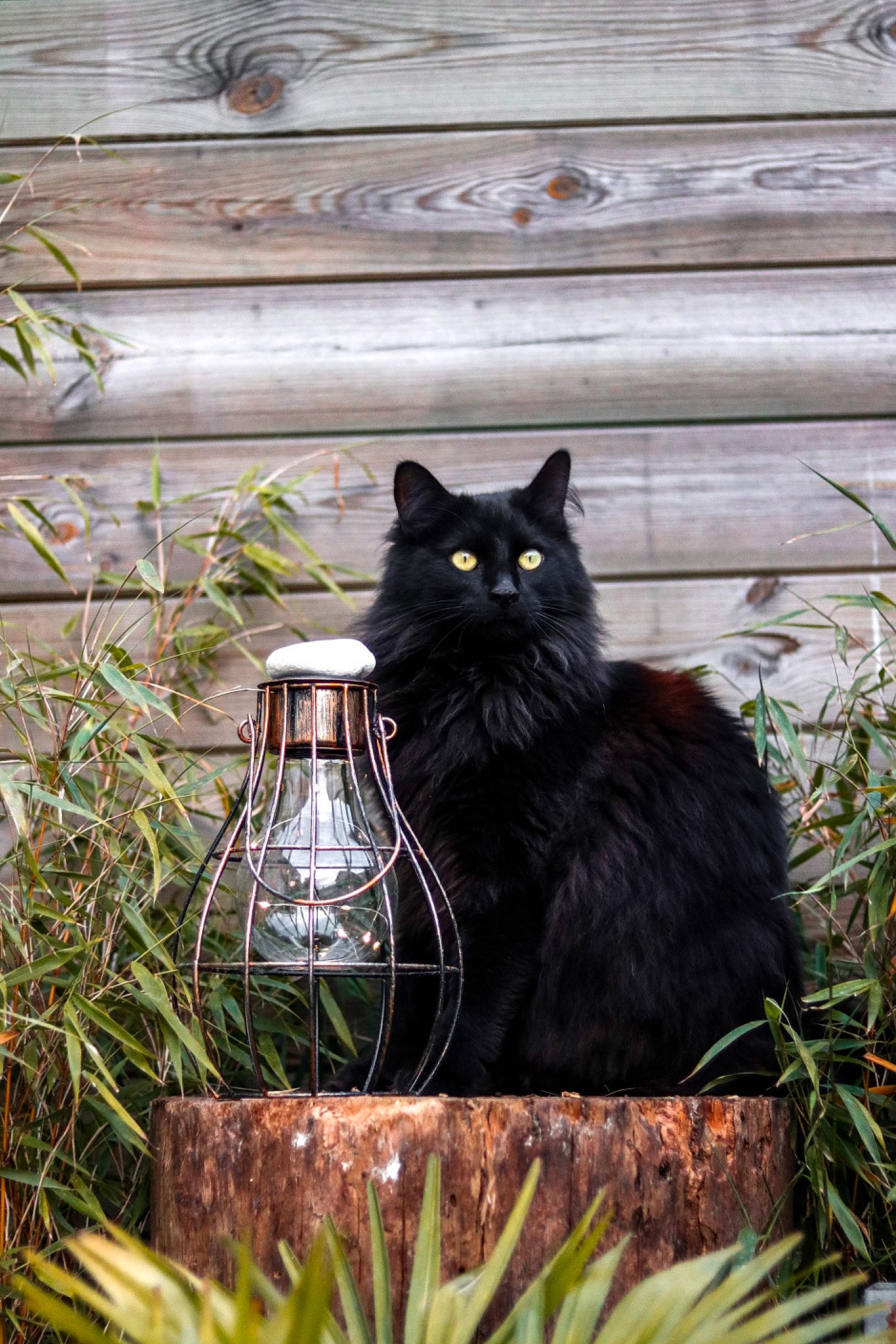 Neroli participe au concours pour gagner de l'argent avec cette photo : black_cat, carnivore, cat, domestic_short_haired_cat, felidae, fur, grass, grey, leaf, morning, plant, small_to_medium_sized_cats, tail, terrestrial_animal, tints_and_shades, tree, water_bottle, whiskers, window, wood