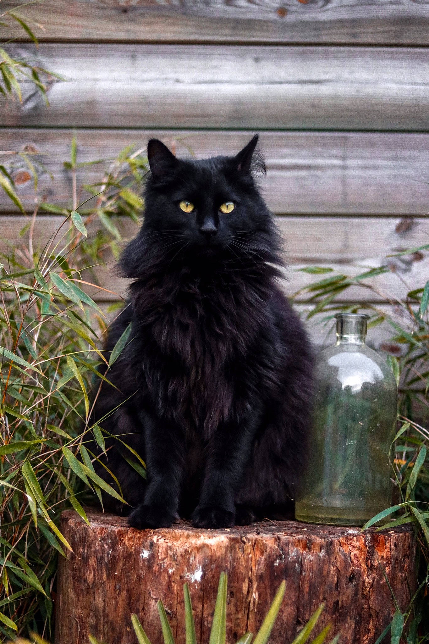 Neroli participe au concours pour gagner de l'argent avec cette photo : black_cat, british_longhair, carnivore, cat, domestic_short_haired_cat, felidae, fur, garden, grass, plant, sitting, small_to_medium_sized_cats, snout, tail, terrestrial_animal, tree, trunk, twig, whiskers, wood