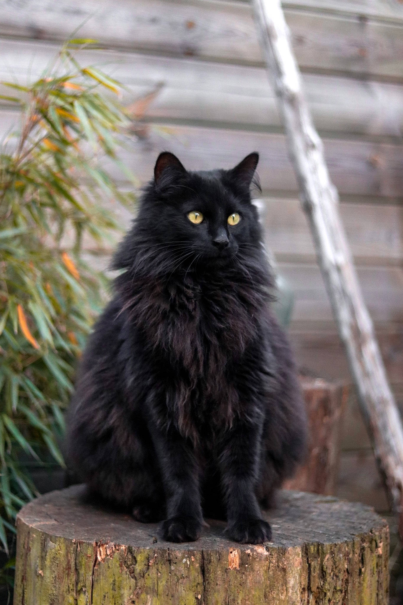 Neroli participe au concours pour gagner de l'argent avec cette photo : automotive_tire, black_cat, british_longhair, carnivore, cat, felidae, fur, grass, grey, monochrome_photography, plant, sitting, small_to_medium_sized_cats, snout, tail, terrestrial_animal, tree, whiskers, wood