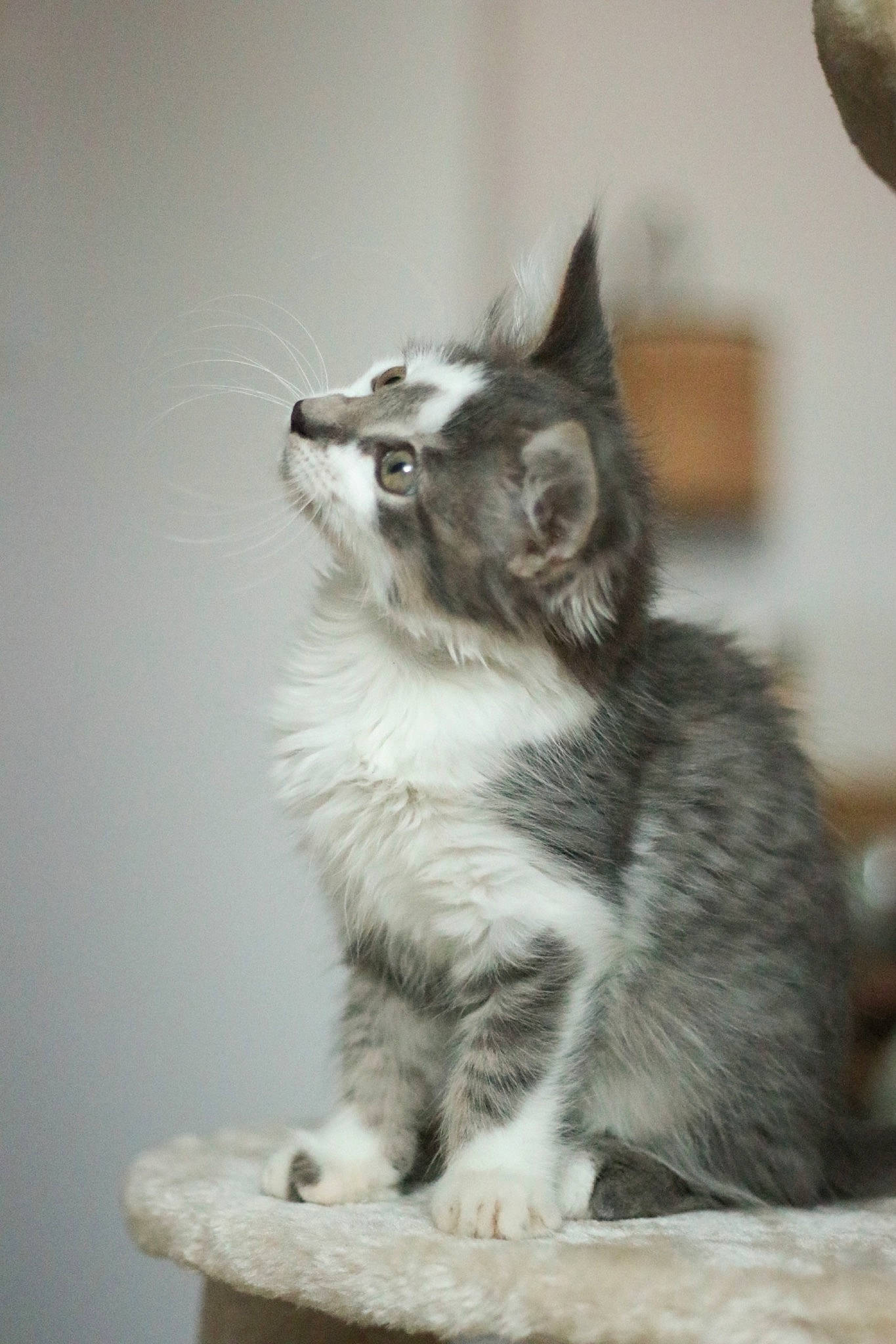Milo participe au concours pour gagner de l'argent avec cette photo : carnivore, cat, claw, domestic_short_haired_cat, door, felidae, flooring, fur, monochrome, monochrome_photography, paw, sitting, small_to_medium_sized_cats, snout, tail, whiskers, wildlife, window, wood