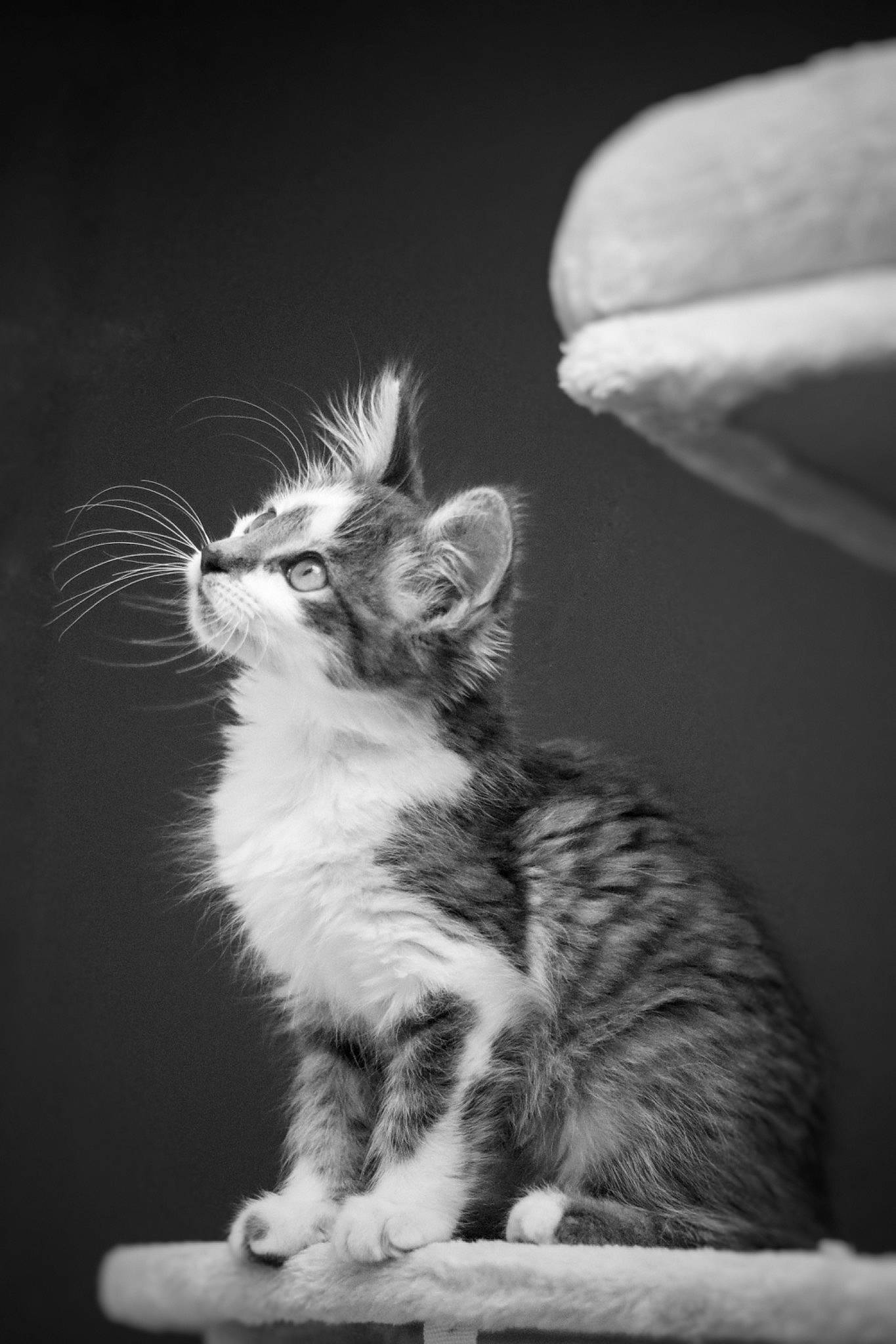 Milo a rejoint le concours — aidez-le/la à gagner de superbes lots ! black, black_and_white, carnivore, cat, claw, curious, darkness, domestic_short_haired_cat, felidae, flash_photography, fur, grey, monochrome, monochrome_photography, paw, small_to_medium_sized_cats, snout, style, tail, whiskers