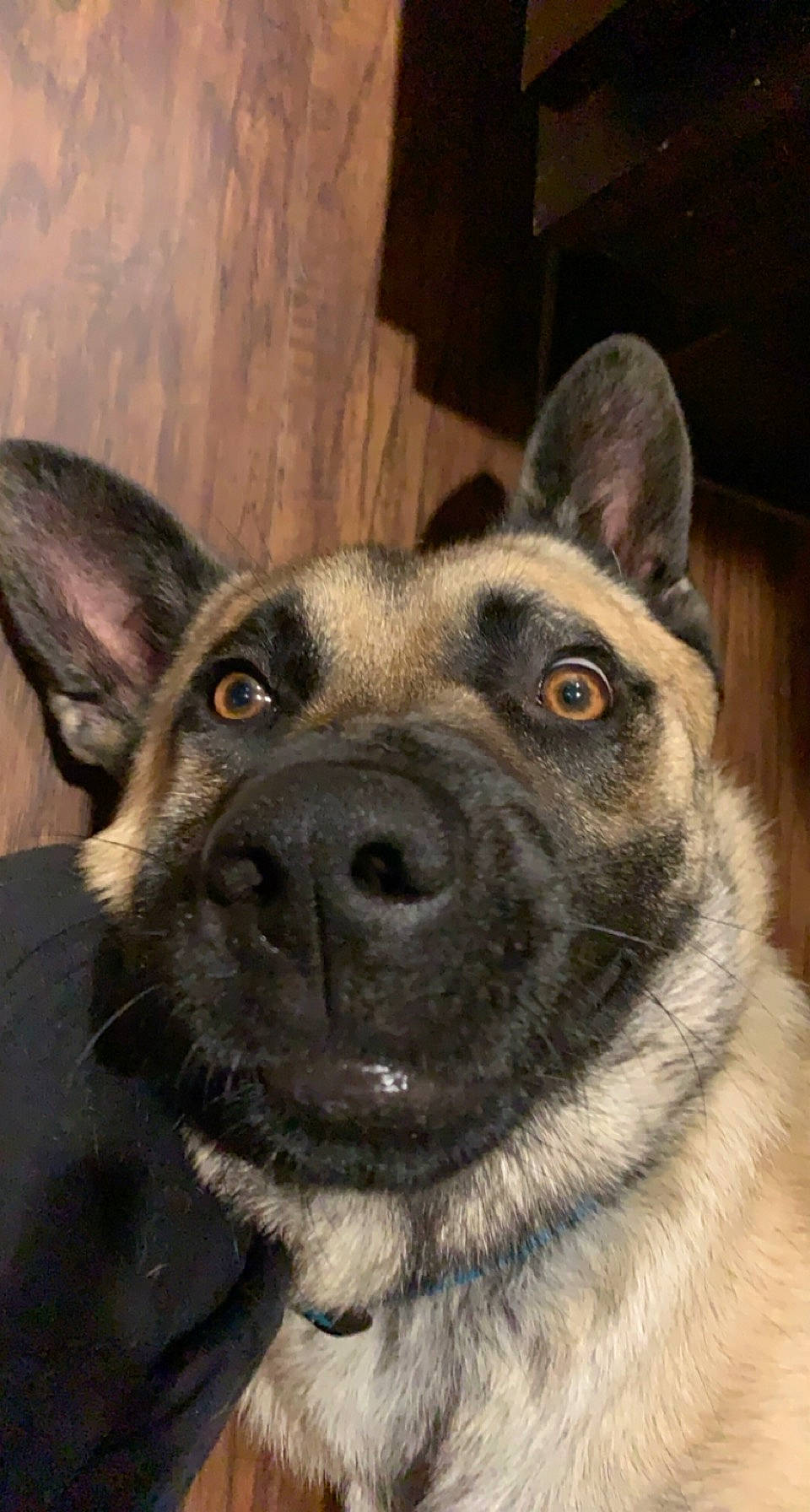 Luka joined the competition — help win amazing prizes! ancient_dog_breeds, canidae, carnivore, collar, companion_dog, dog, dog_breed, east_european_shepherd, eye, fawn, fur, german_shepherd_dog, herding_dog, king_shepherd, snout, sporting_group, whiskers, wood, working_animal, working_dog