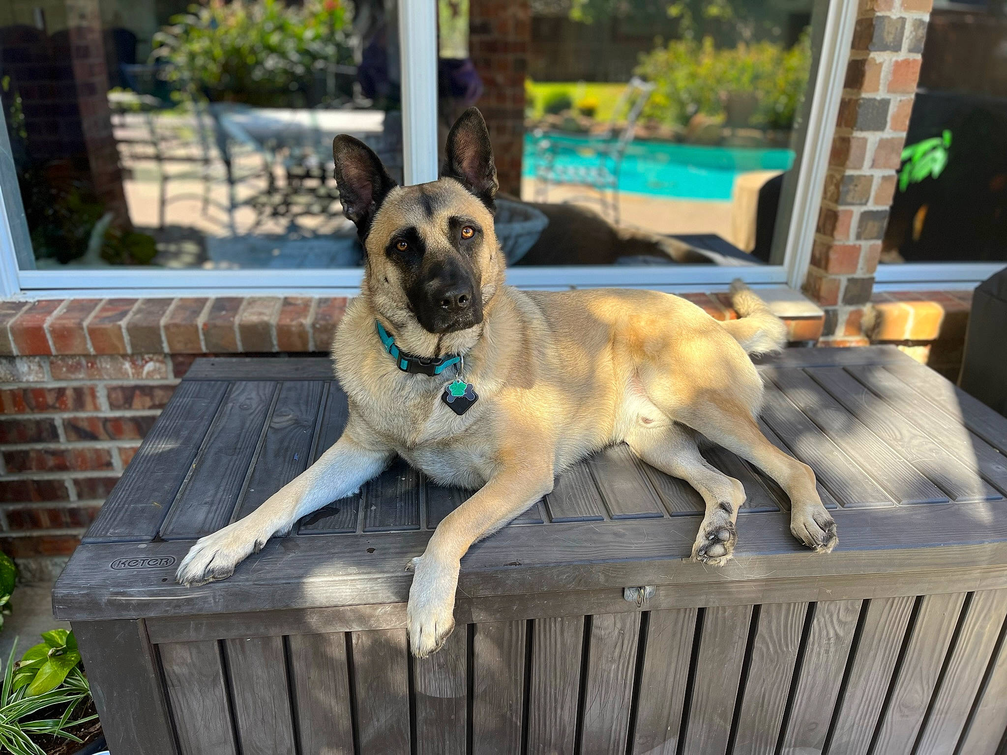 Luka is registered to the contest to win money with this photo: canidae, carnivore, collar, companion_dog, dog, dog_breed, dog_collar, dog_supply, fawn, fence, non_sporting_group, pet_supply, plant, snout, sporting_group, tail, window, wood, working_animal, working_dog