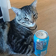 Boris joined the competition — help win amazing prizes! cat, tabby, animal, pet, can, soda_can, floor, wooden_floor, paw, striped, domestic_cat, indoor, resting, feline, closeup, looking, relaxed, household, cute, companion
