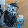 cat, tabby, animal, pet, can, soda_can, floor, wooden_floor, paw, striped, domestic_cat, indoor, resting, feline, closeup, looking, relaxed, household, cute, companion