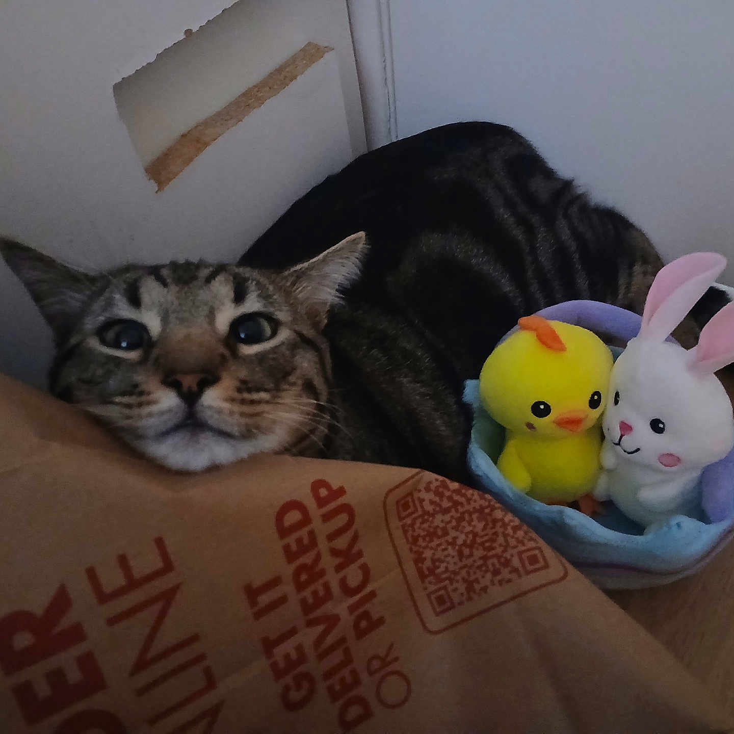 Boris joined the competition — help win amazing prizes! cat, tabby_cat, paper_bag, plush_toy, yellow_chick, white_bunny, basket, floor, indoor, curious, animal, pet, stuffed_animal, wooden_floor, closeup, face, ears, toy, domestic, feline