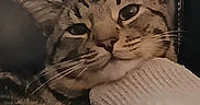 Boris is registered to the contest to win money with this photo: cat, tabby, close_up, whiskers, face, resting, cozy, knitted_fabric, soft_focus, indoor, pet, animal, fur, relaxed, cute, mammal, comfort, sleepy, portrait, warm_tones
