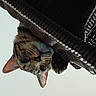Boris joined the competition — help win amazing prizes! cat, tabby, curious, pet, animal, ears, whiskers, face, basket, woven, feline, indoor, closeup, looking_down, paw, soft_light, background, striped, cute, portrait