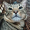 Boris joined the competition — help win amazing prizes! cat, tabby, close_up, feline, whiskers, ears, face, fur, pet, animal, wicker_chair, indoor, resting, portrait, domestic_cat, cute, relaxed, muzzle, eyes, nose