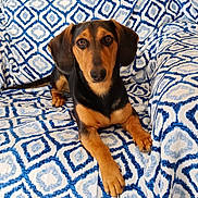 Ariane a rejoint le concours — aidez-le/la à gagner de superbes lots ! animal, blue, canine, couch, dachshund, dog, domestic_animal, ears, fur, furniture, indoor, looking_at_camera, lying_down, mammal, patterned, paws, pet, portrait, relaxed, white